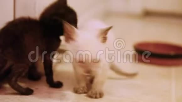 两只瘦骨嶙峋的野猫在被母亲遗弃后获救在周围摔跤视频的预览图
