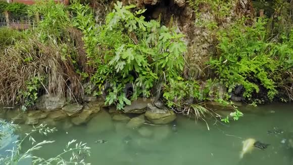 意大利威尼斯2019年5月慢海龟在一条大鱼的背景下慢慢地在池塘里游泳环境保护视频的预览图