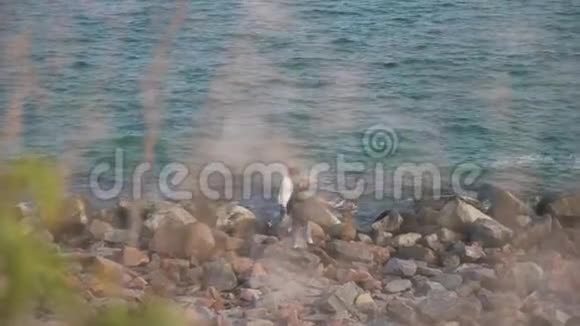一对夫妇在海边的岩石上散步视频的预览图
