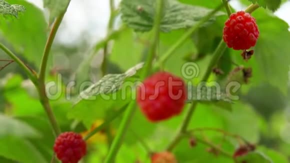 女性手从灌木丛中拿一个红树莓视频的预览图