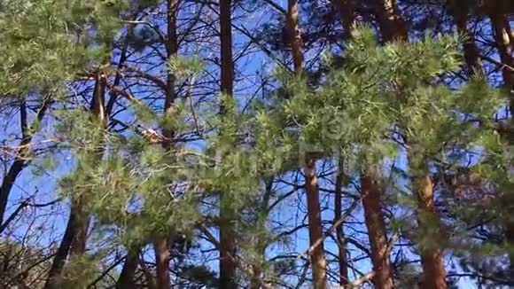 风中的松树视频的预览图