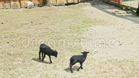 黑白两色的山羊在露天围场里奔跑视频的预览图