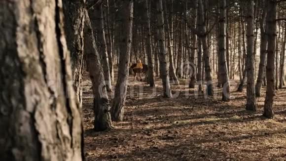 金发女郎正在树林里奔跑她的棕色白色美丽的马慢慢地运动着视频的预览图