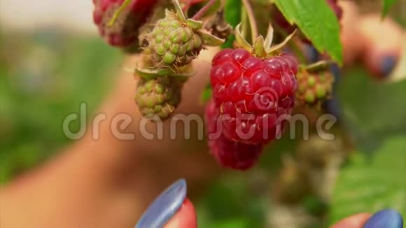 从树枝上拿一个红树莓视频的预览图