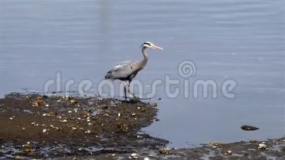 一只大蓝鹭站在海滩上猎鱼视频的预览图