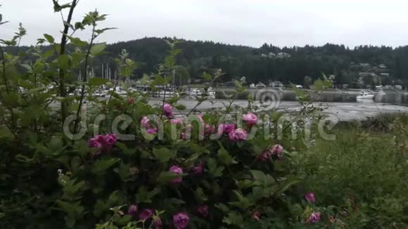 布吉声音和玫瑰后面的船和港口镇视频的预览图