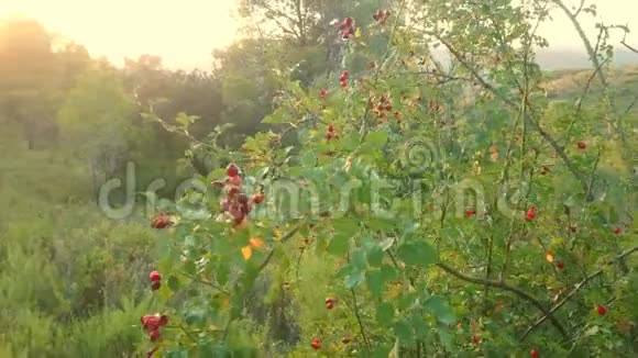 日落时绕着玫瑰花丛旋转视频的预览图