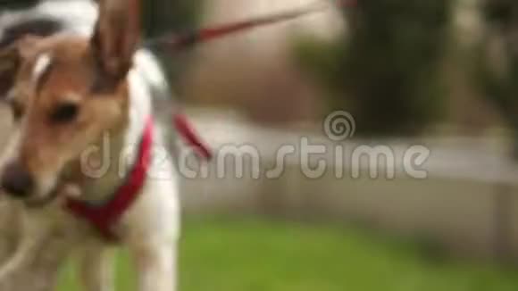 拴在皮带上的小猎犬骑着棍子年轻的雄性狗在公园散步宠物护理可爱的红狗咬一根棍子视频的预览图