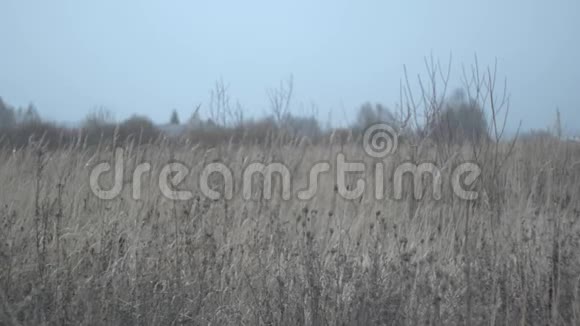 冬天的田野草地和降雪自然光视频的预览图