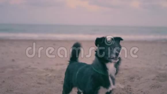 可爱的黑狗在沙滩上玩耍把球带到它的主人那里视频的预览图