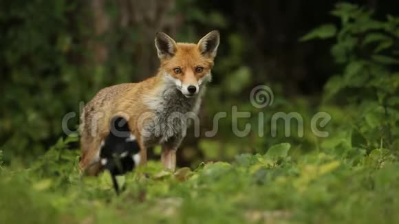 一只美丽的野红狐外阴在林地边缘觅食视频的预览图