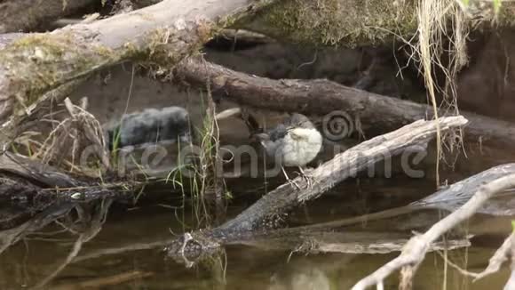 一个可爱的婴儿开膛手Cincluscinclus站在河边的树枝上它等着它的父母回来视频的预览图
