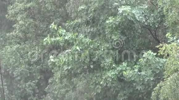 树木背景下的大雨视频的预览图