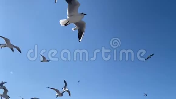 天空中的一群海鸥视频的预览图