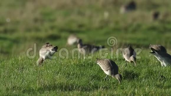 在英国肯特郡的一片田野里一群令人惊叹的神鸟在觅食视频的预览图