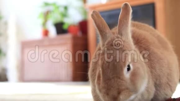 鲁弗斯兔吃红葡萄特写温暖的家复古环境视频的预览图