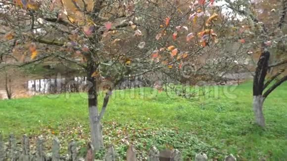 大自然秋天在一个有树的花园里照相机慢慢地放大在一棵小树上视频的预览图