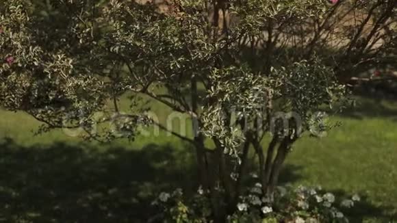 灌木丛位于巴库少女塔的背景下视频的预览图