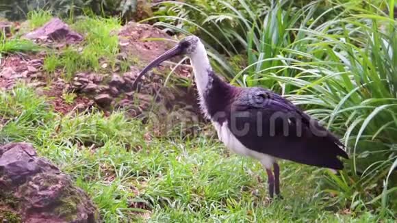 在特写镜头中稻草颈状的ibis鸟环顾四周捡起一根树枝来自澳大利亚和印度尼西亚的热带动物物种视频的预览图