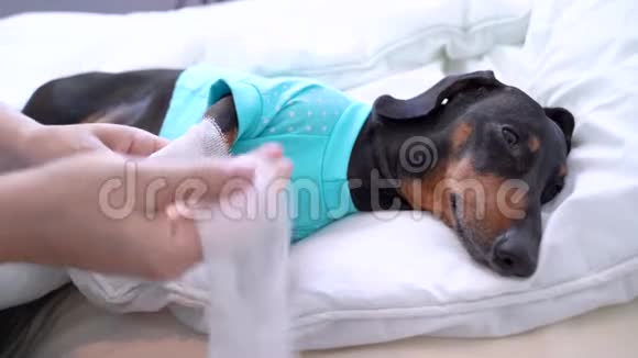 一只受伤的爪子躺在病床上的白色枕头下视频的预览图