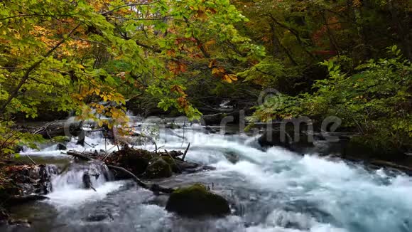 美丽的依拉西河在五彩缤纷的秋林中流淌穿过长满落叶的苔藓岩石视频的预览图