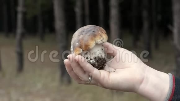 雌性手中的小蘑菇牛肝菌视频的预览图