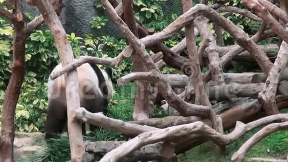 动物园里一只可爱的大熊猫视频的预览图