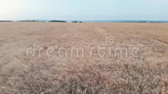 一大片成熟的小麦田视频的预览图