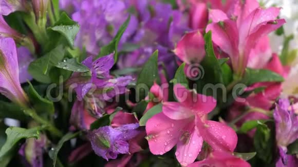 在花店内用水喷洒粉红和紫色杜鹃花以长期储存视频的预览图