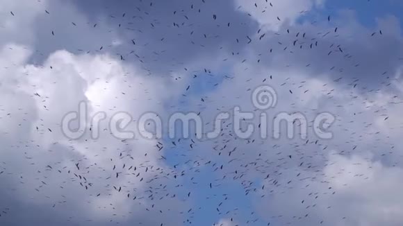 成群的鹳鸟在蓝天上飞翔在天空的背景下飞翔飘浮的云视频的预览图
