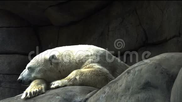 北极熊躺在石头上视频的预览图