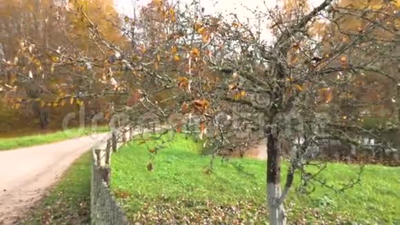 大自然秋天在一个有树的花园里照相机慢慢地放大在一棵小树上视频的预览图