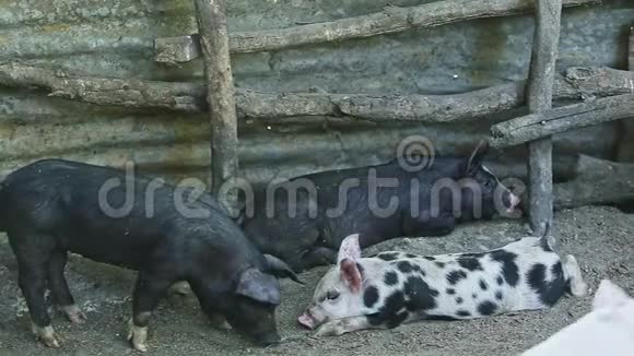 许多小家猪在大家猪圈里休息视频的预览图