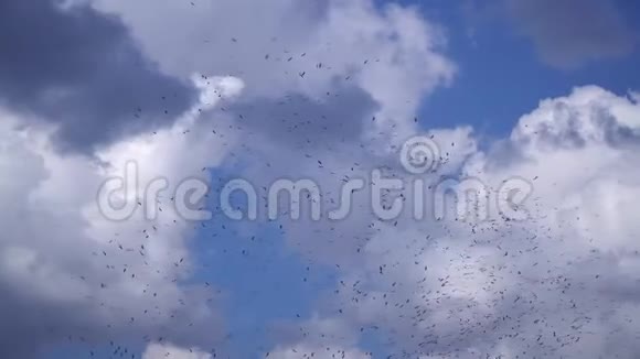 一群鹳鸟在蓝天白云中飞翔视频的预览图