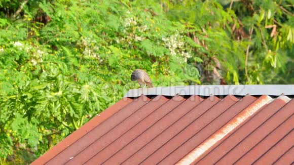 斑马鸽在生锈的屋顶上捕食和啼叫视频的预览图