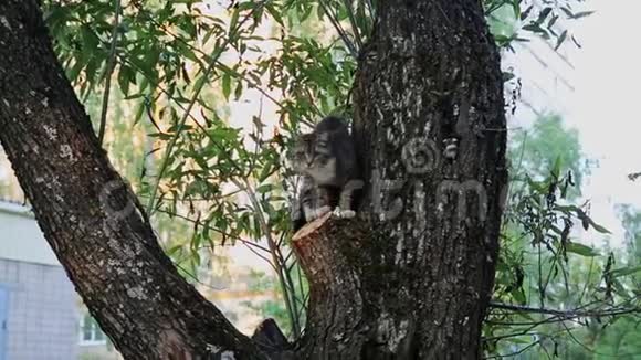 灰猫坐在树上视频的预览图