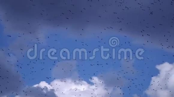 一群鹳鸟在蓝天白云中飞翔视频的预览图