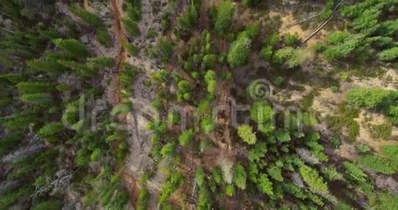 无人驾驶飞机在岩石地面上射杀了明亮的绿色松林视频的预览图