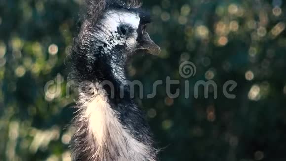 澳大利亚EMU在自然界中视频的预览图