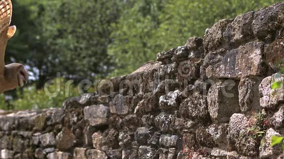 诺曼迪猫头鹰泰托阿尔巴成年飞行进入石墙洞视频的预览图
