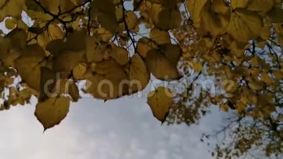4k秋黄的叶子随风摆动映衬着阴沉的蓝灰色的天空视频的预览图