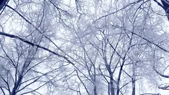 冬季白雪覆盖的树木近景视频的预览图