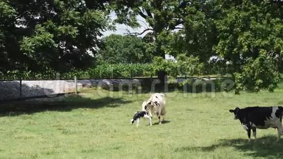 阿米什牛保护它新出生的小牛视频的预览图