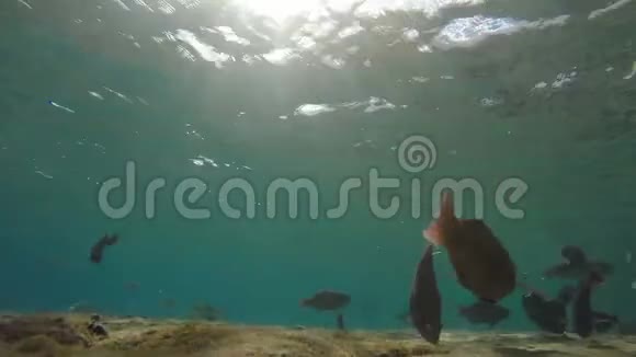 热带海鱼在阳光下游泳视频的预览图