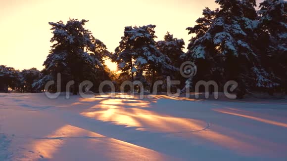 美丽的阳光透过雪松云杉树闪闪发光日落时美丽的圣诞冬林公园里的松树视频的预览图
