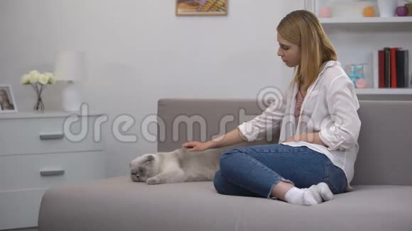 漂亮的女孩抚摸苏格兰褶皱躺在沙发上快乐的宠物主人放松视频的预览图