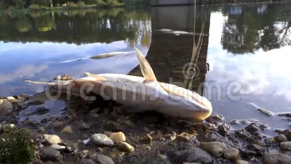 向河岸投毒死鱼视频的预览图