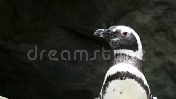 企鹅站着环顾四周视频的预览图