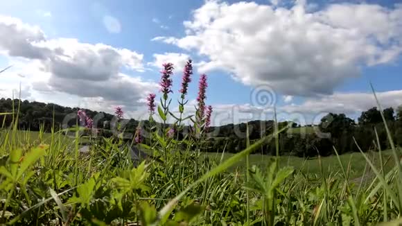 夏日乡村美丽的紫色花朵视频的预览图