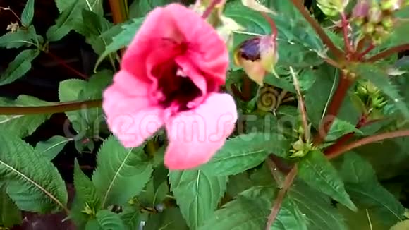 有用的昆虫蜜蜂用花收集花蜜视频的预览图